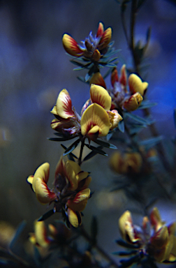 APII jpeg image of Pultenaea dentata  © contact APII