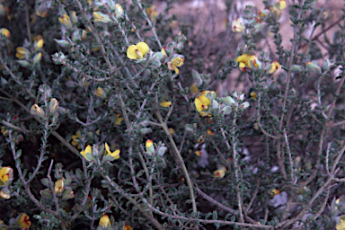 APII jpeg image of Pultenaea elachista  © contact APII