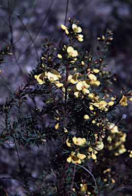 APII jpeg image of Pultenaea glabra  © contact APII