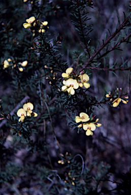 APII jpeg image of Pultenaea glabra  © contact APII