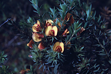 APII jpeg image of Pultenaea humilis  © contact APII