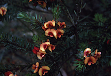 APII jpeg image of Pultenaea humilis  © contact APII