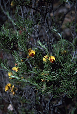 APII jpeg image of Pultenaea laxiflora  © contact APII