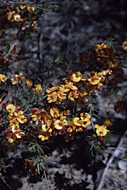 APII jpeg image of Pultenaea laxiflora  © contact APII