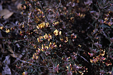 APII jpeg image of Pultenaea linophylla  © contact APII