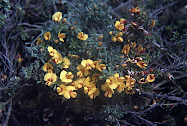 APII jpeg image of Pultenaea microphylla  © contact APII