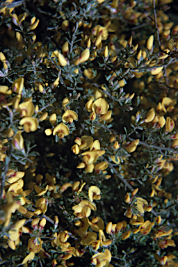 APII jpeg image of Pultenaea microphylla  © contact APII
