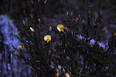 APII jpeg image of Pultenaea reflexifolia  © contact APII
