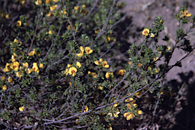 APII jpeg image of Pultenaea parviflora  © contact APII