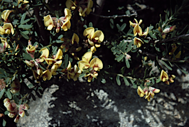 APII jpeg image of Pultenaea platyphylla  © contact APII