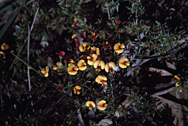 APII jpeg image of Pultenaea pedunculata  © contact APII
