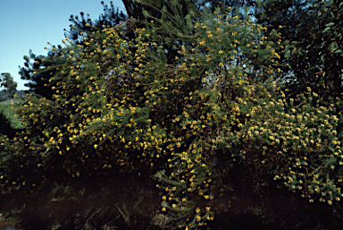 APII jpeg image of Pultenaea pinifolia  © contact APII