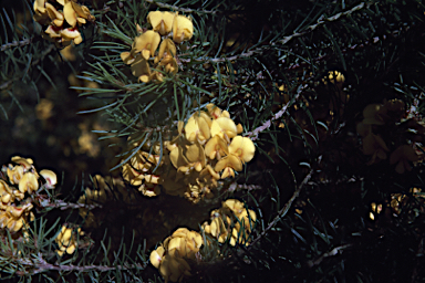 APII jpeg image of Pultenaea pinifolia  © contact APII