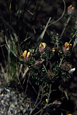 APII jpeg image of Pultenaea pycnocephala  © contact APII