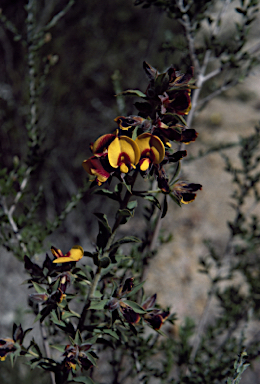 APII jpeg image of Pultenaea reticulata  © contact APII