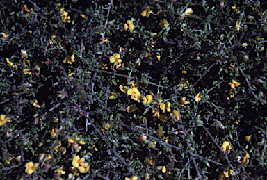 APII jpeg image of Pultenaea rotundifolia  © contact APII