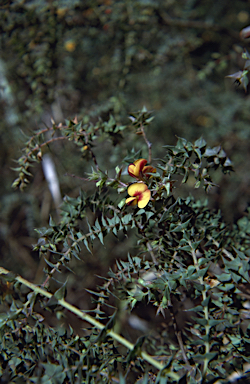 APII jpeg image of Pultenaea spinosa  © contact APII