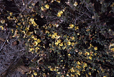 APII jpeg image of Pultenaea spinulosa  © contact APII