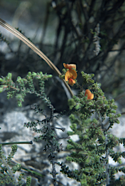 APII jpeg image of Pultenaea foliolosa  © contact APII