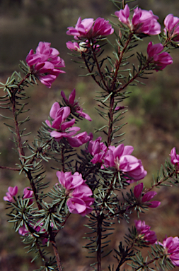 APII jpeg image of Pultenaea subalpina  © contact APII