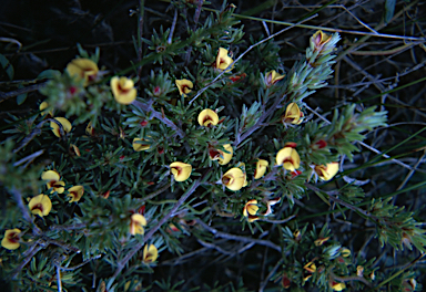 APII jpeg image of Pultenaea tenuifolia  © contact APII