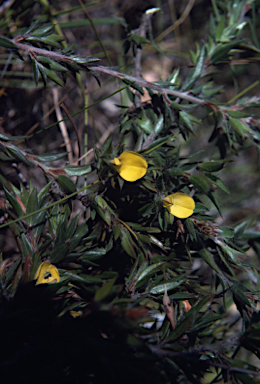 APII jpeg image of Pultenaea villifera  © contact APII