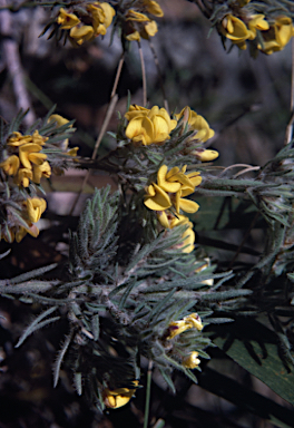 APII jpeg image of Pultenaea viscosa  © contact APII