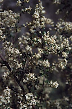 APII jpeg image of Pomaderris elachophylla  © contact APII