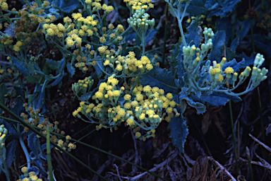 APII jpeg image of Senecio odoratus  © contact APII