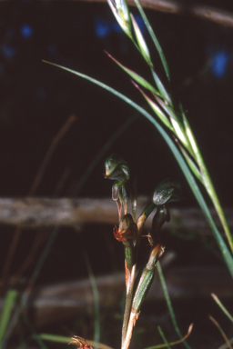 APII jpeg image of Pterostylis pusilla  © contact APII