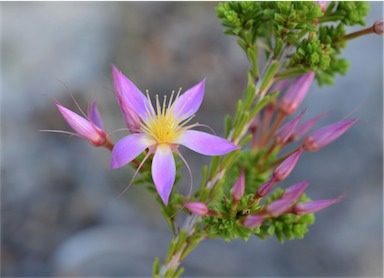 APII jpeg image of Calytrix longiflora  © contact APII