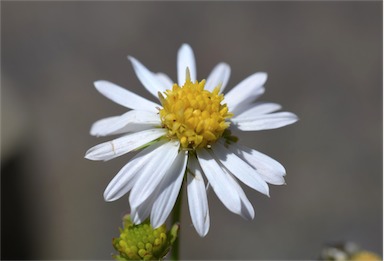 APII jpeg image of Calotis cuneata  © contact APII