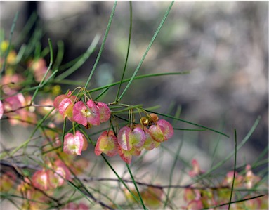 APII jpeg image of Dodonaea filifolia  © contact APII