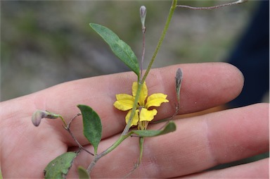 APII jpeg image of Goodenia hederacea subsp. hederacea  © contact APII