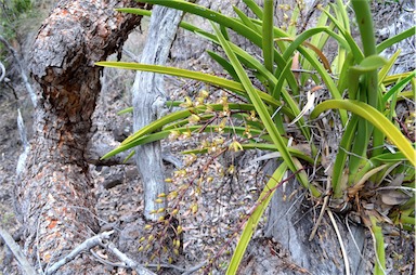 APII jpeg image of Cymbidium canaliculatum  © contact APII