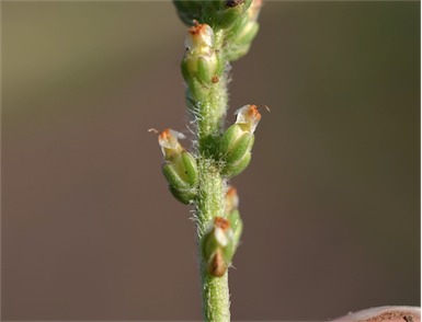 APII jpeg image of Plantago cunninghamii  © contact APII