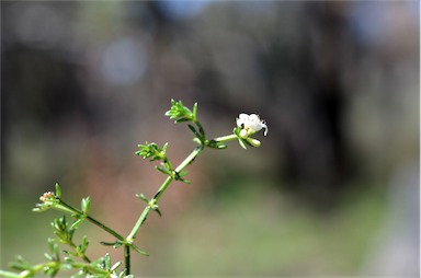 APII jpeg image of Asperula conferta  © contact APII