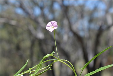 APII jpeg image of Convolvulus graminetinus  © contact APII