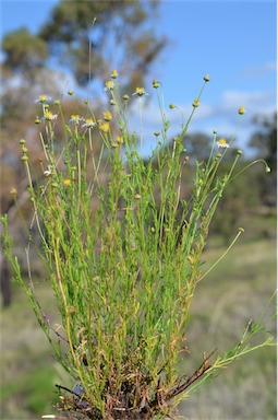 APII jpeg image of Brachyscome ciliaris var. ciliaris  © contact APII