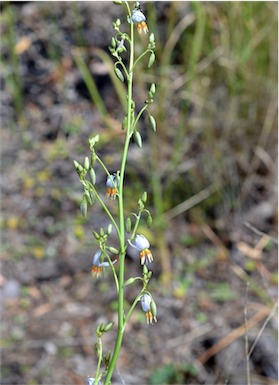 APII jpeg image of Dianella longifolia  © contact APII