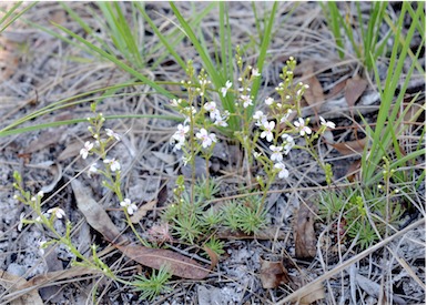 APII jpeg image of Stylidium eglandulosum  © contact APII