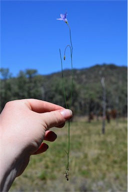 APII jpeg image of Wahlenbergia communis  © contact APII