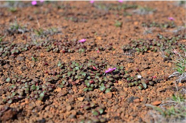 APII jpeg image of Portulaca bicolor  © contact APII