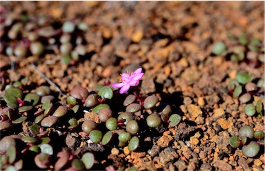 APII jpeg image of Portulaca bicolor  © contact APII