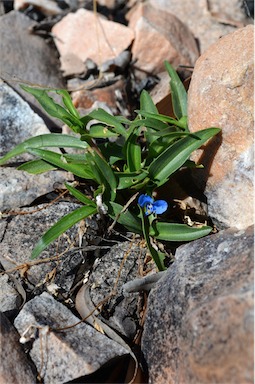 APII jpeg image of Commelina lanceolata  © contact APII