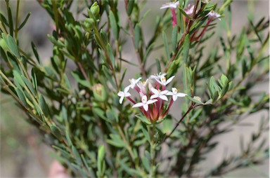 APII jpeg image of Pimelea linifolia subsp. linifolia  © contact APII