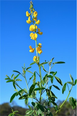 APII jpeg image of Crotalaria medicaginea var. neglecta  © contact APII