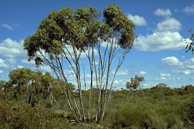 APII jpeg image of Eucalyptus livida  © contact APII