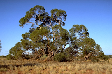 APII jpeg image of Eucalyptus mannensis  © contact APII