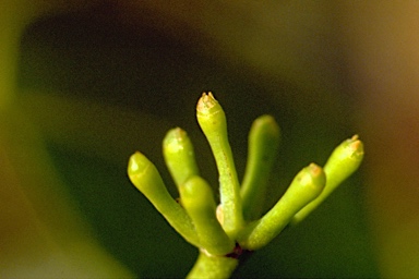APII jpeg image of Eucalyptus microcorys  © contact APII